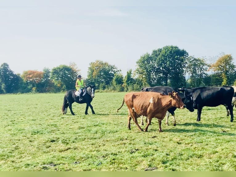 Cob Merrie 5 Jaar 152 cm Zwart in Mountrath