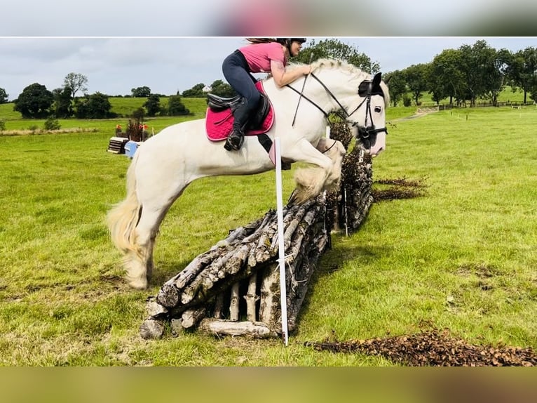 Cob Merrie 5 Jaar 153 cm Gevlekt-paard in Sligo