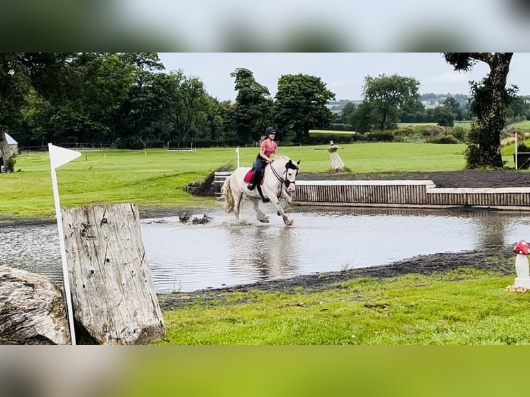 Cob Merrie 5 Jaar 153 cm Gevlekt-paard in Sligo
