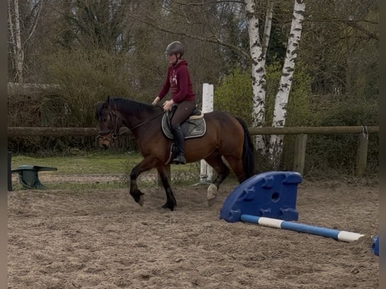 Cob Mix Merrie 5 Jaar 155 cm Bruin in Trebbin