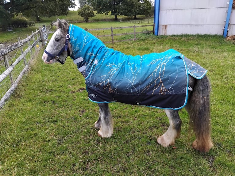 Cob Merrie 6 Jaar 128 cm Roan-Blue in Cheshire