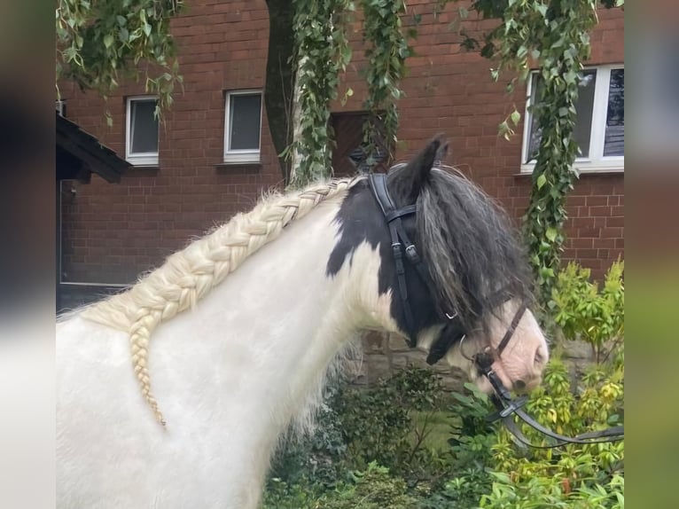 Cob Merrie 6 Jaar 130 cm Gevlekt-paard in Hopsten