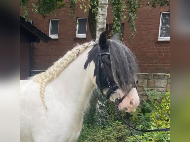 Cob Merrie 6 Jaar 130 cm Gevlekt-paard in Hopsten