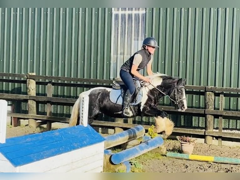 Cob Merrie 6 Jaar 130 cm Gevlekt-paard in Sligo