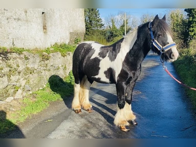 Cob Merrie 6 Jaar 130 cm Gevlekt-paard in Sligo