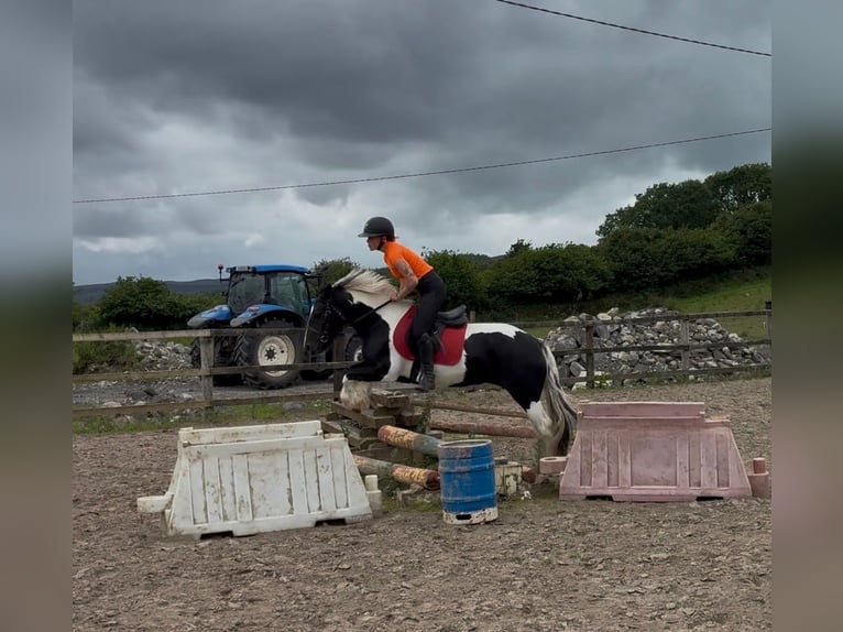 Cob Merrie 6 Jaar 136 cm Gevlekt-paard in Sligo