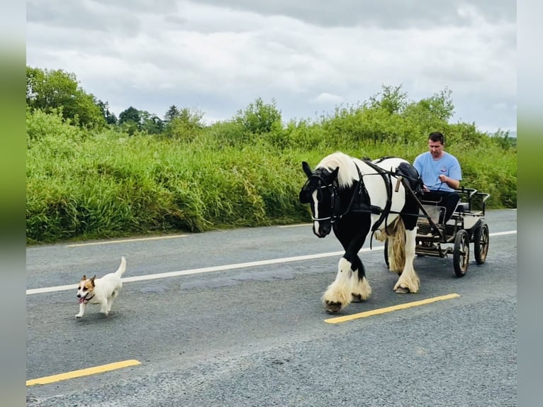Cob Merrie 6 Jaar 136 cm Gevlekt-paard in Sligo