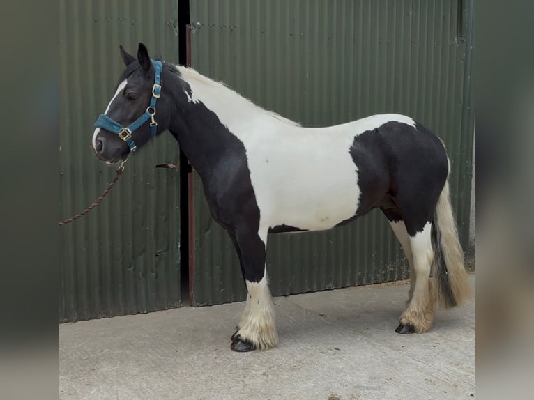 Cob Merrie 6 Jaar 136 cm Gevlekt-paard in Sligo