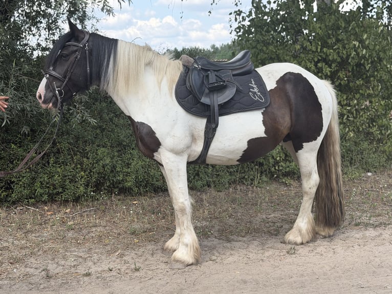 Cob Mix Merrie 6 Jaar 145 cm Tobiano-alle-kleuren in Trebbin