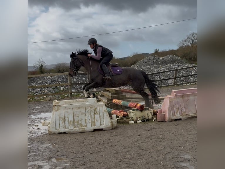 Cob Merrie 6 Jaar 146 cm Bruin in Sligo