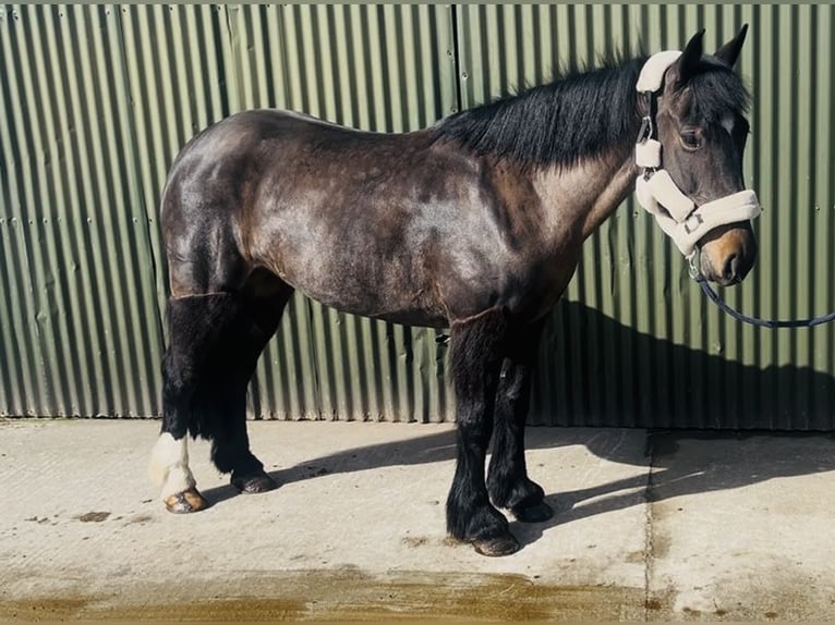 Cob Merrie 6 Jaar 146 cm Bruin in Sligo