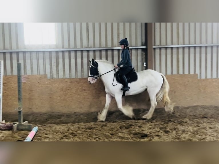 Cob Merrie 6 Jaar 153 cm Gevlekt-paard in Sligo