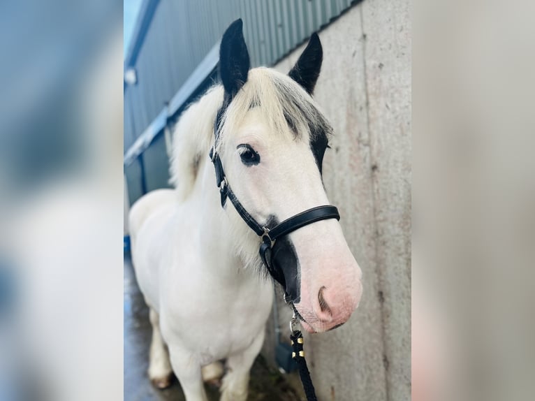 Cob Merrie 6 Jaar 153 cm Gevlekt-paard in Sligo