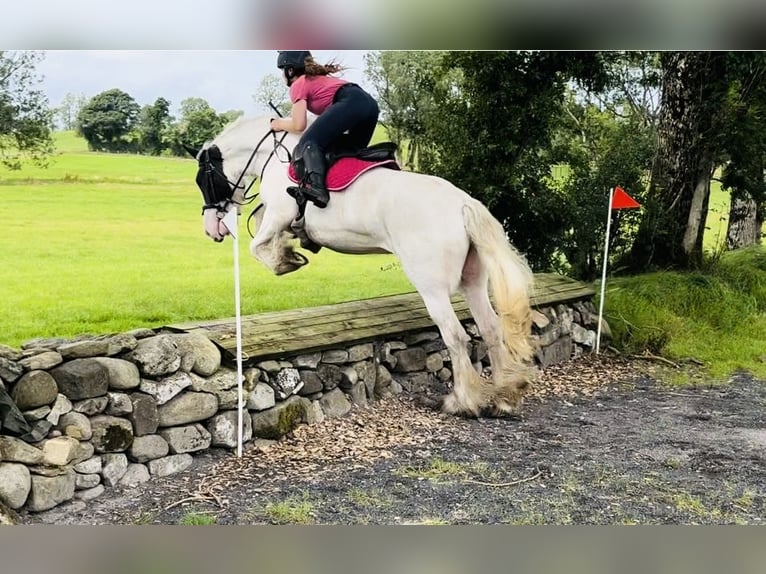 Cob Merrie 6 Jaar 153 cm Gevlekt-paard in Sligo