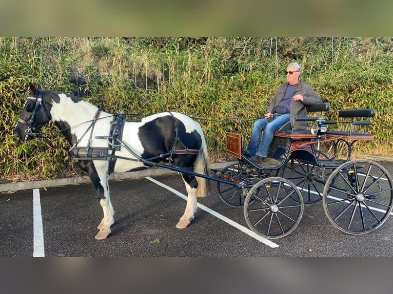 Cob Merrie 6 Jaar 160 cm Overo-alle-kleuren in Cork city northside