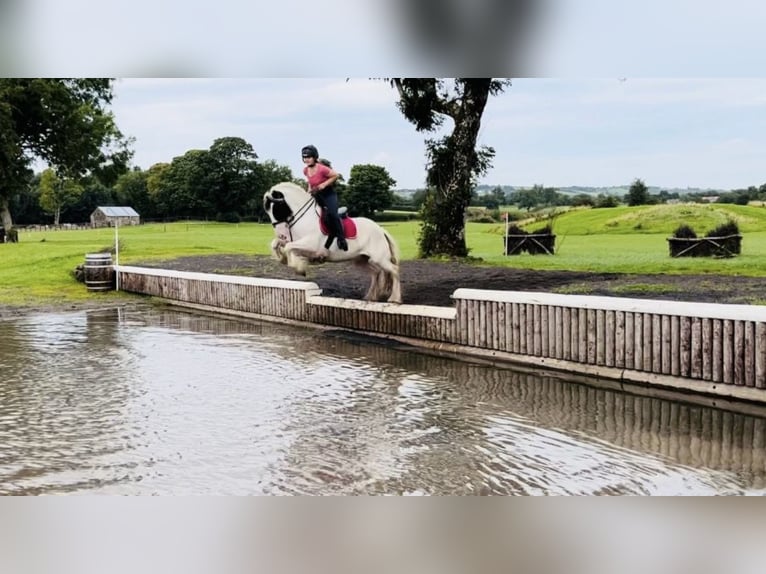 Cob Merrie 6 Jaar 160 cm Tobiano-alle-kleuren in Trebbin