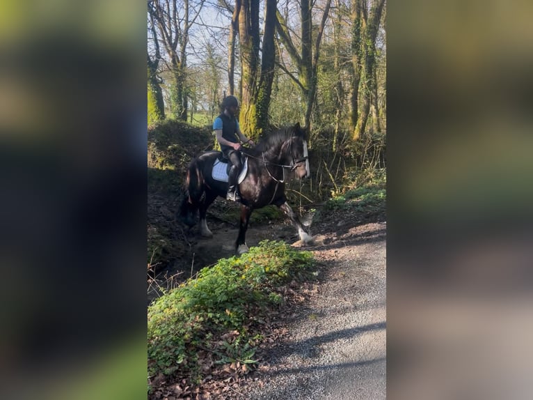 Cob Merrie 6 Jaar 165 cm Donkerbruin in Dublin
