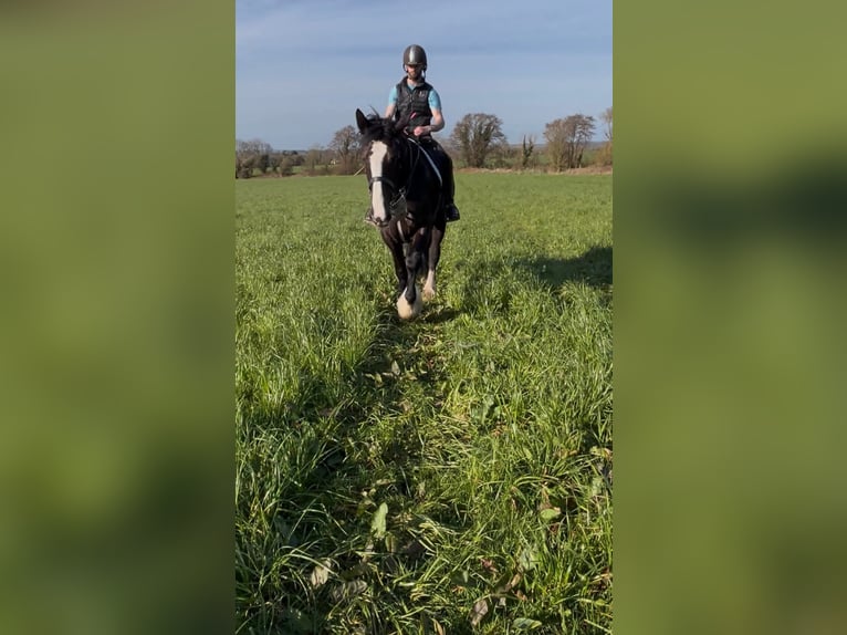 Cob Merrie 6 Jaar 165 cm Donkerbruin in Dublin