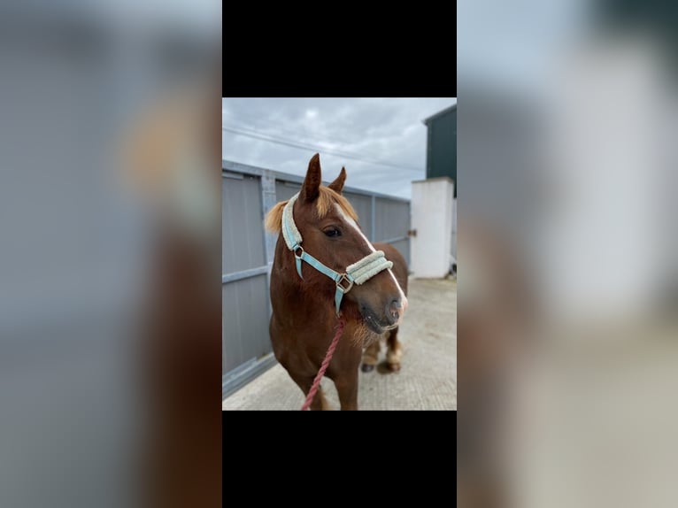 Cob Merrie 7 Jaar 125 cm Donkere-vos in Sligo