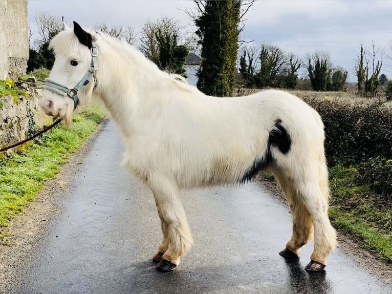 Cob Merrie 7 Jaar 128 cm Gevlekt-paard in Sligo