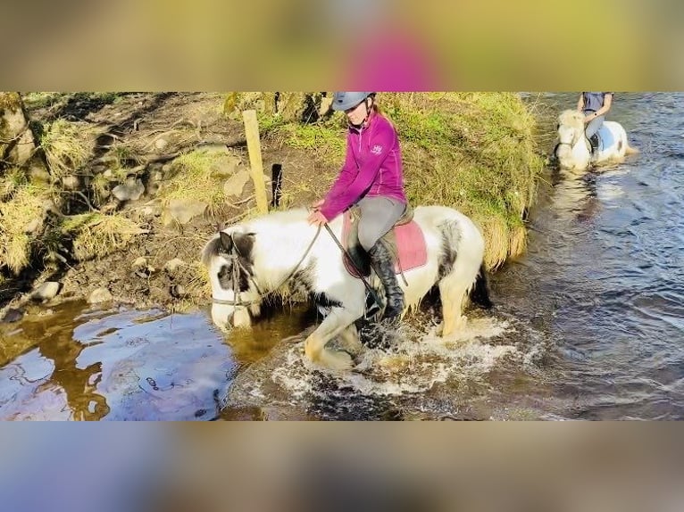 Cob Merrie 7 Jaar 128 cm Gevlekt-paard in Sligo