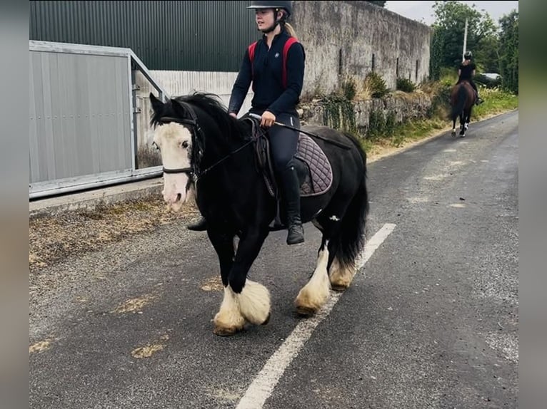 Cob Merrie 7 Jaar 130 cm Zwart in Sligo