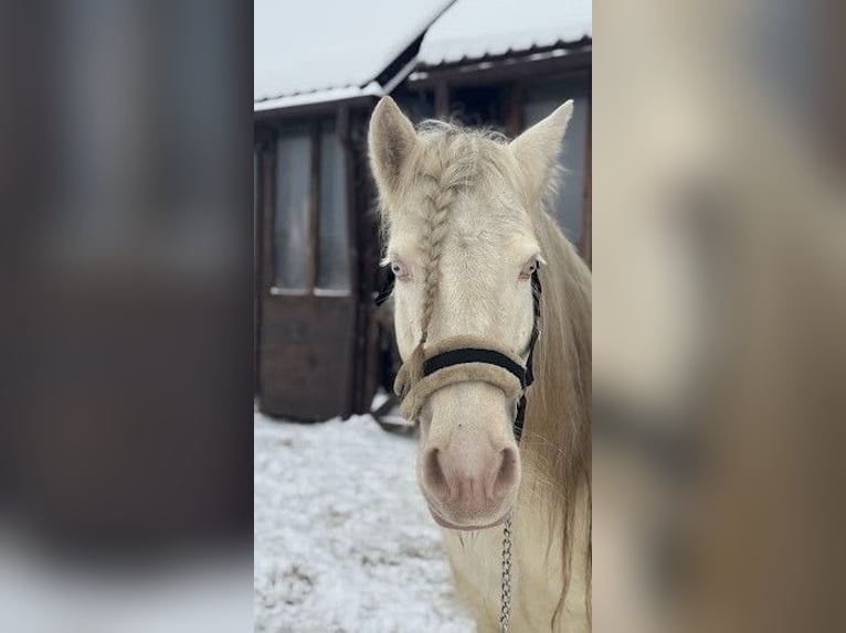 Cob Merrie 7 Jaar 143 cm Cremello in Sanok