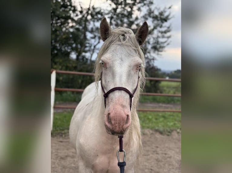 Cob Merrie 7 Jaar 143 cm Cremello in Sanok