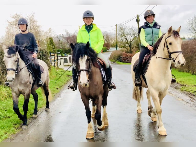 Cob Merrie 7 Jaar 147 cm Bruin in Mountrath