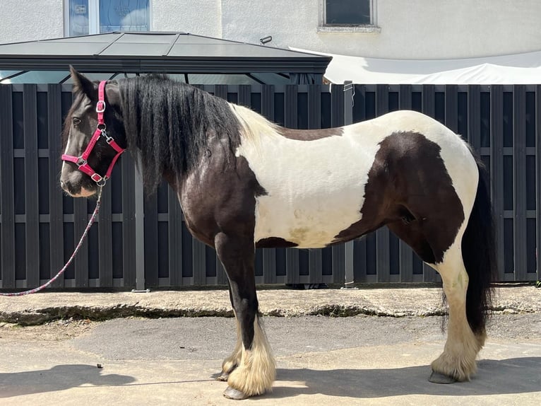 Cob Merrie 7 Jaar 148 cm Gevlekt-paard in Morsbach