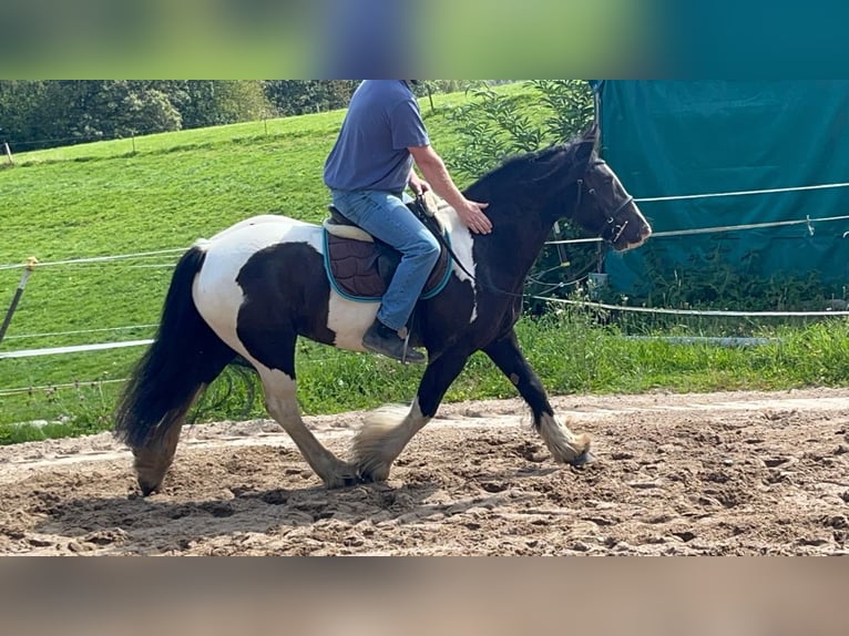 Cob Merrie 7 Jaar 148 cm Gevlekt-paard in Morsbach