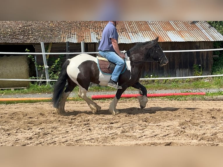 Cob Merrie 7 Jaar 148 cm Gevlekt-paard in Morsbach