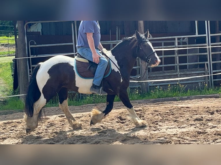 Cob Merrie 7 Jaar 148 cm Gevlekt-paard in Morsbach