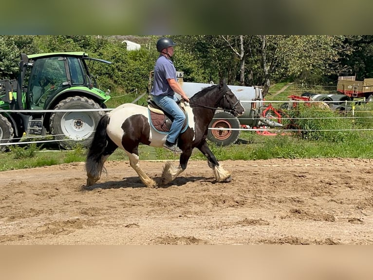 Cob Merrie 7 Jaar 148 cm Gevlekt-paard in Morsbach