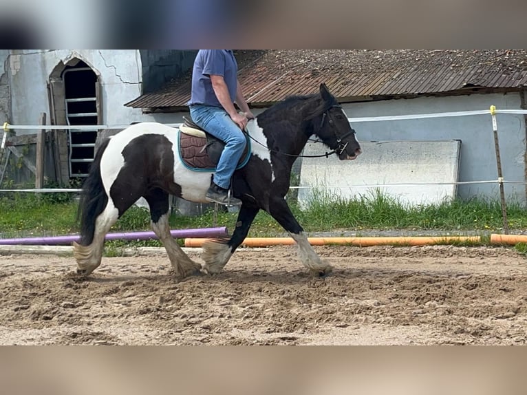 Cob Merrie 7 Jaar 148 cm Gevlekt-paard in Morsbach