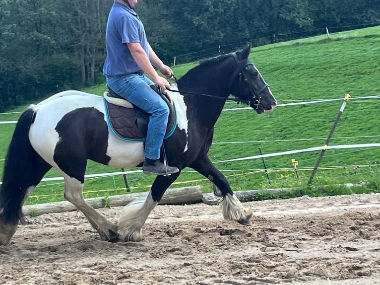 Cob Merrie 7 Jaar 148 cm Gevlekt-paard in Morsbach