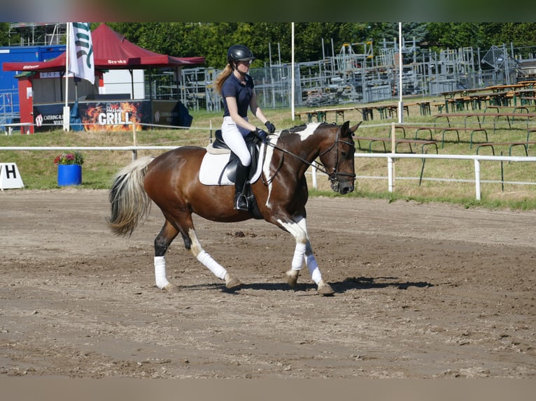 Cob Merrie 7 Jaar 155 cm Gevlekt-paard in Ganschow