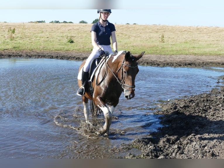Cob Merrie 7 Jaar 155 cm Gevlekt-paard in Ganschow