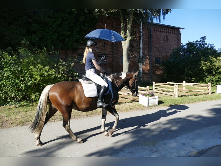 Cob Merrie 7 Jaar 155 cm Gevlekt-paard in Ganschow