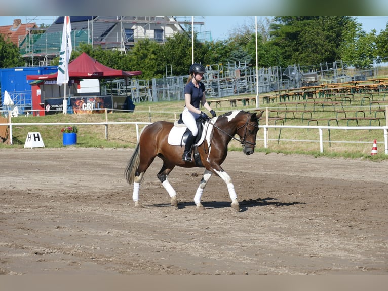 Cob Merrie 7 Jaar 155 cm Gevlekt-paard in Ganschow