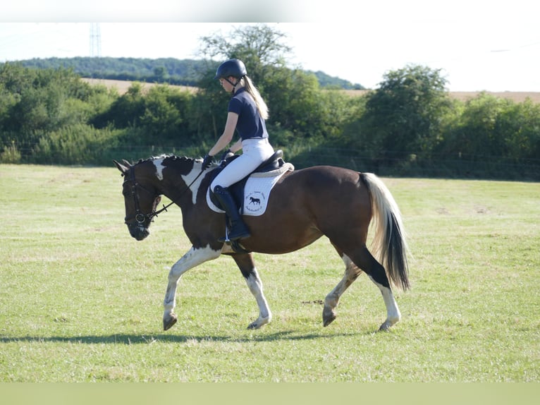 Cob Merrie 7 Jaar 155 cm Gevlekt-paard in Ganschow