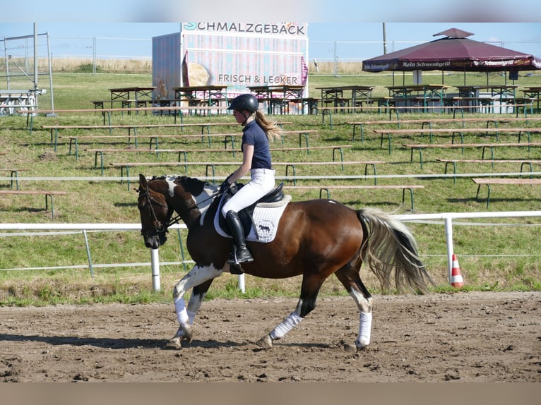 Cob Merrie 7 Jaar 155 cm Gevlekt-paard in Ganschow