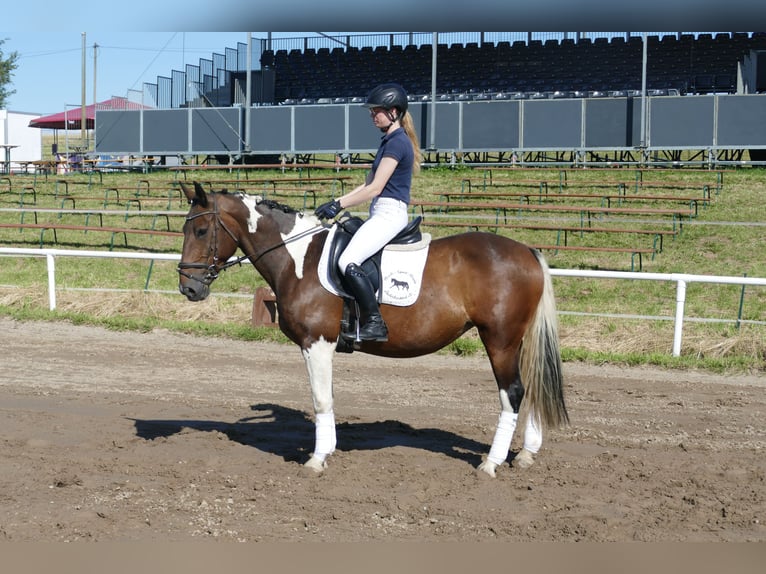 Cob Merrie 7 Jaar 155 cm Gevlekt-paard in Ganschow
