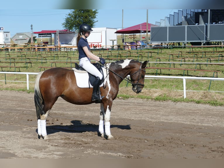 Cob Merrie 7 Jaar 155 cm Gevlekt-paard in Ganschow