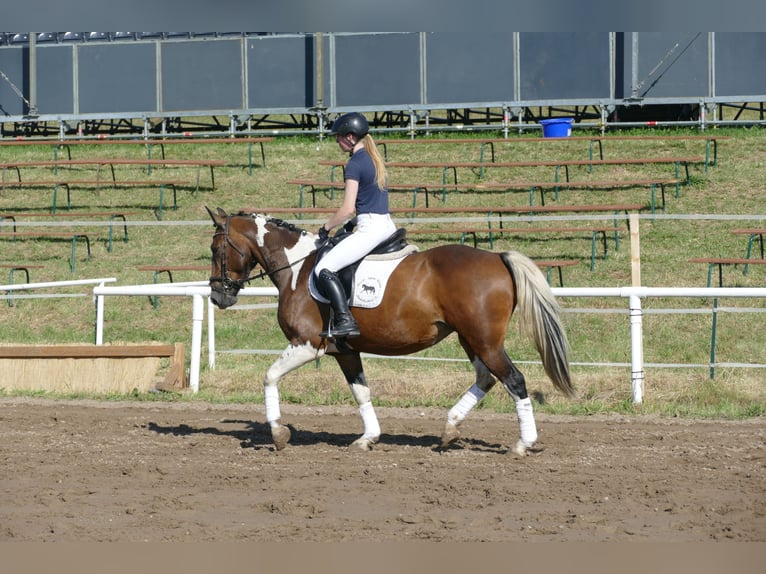 Cob Merrie 7 Jaar 155 cm Gevlekt-paard in Ganschow
