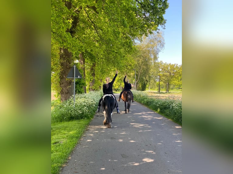 Cob Merrie 8 Jaar 137 cm Gevlekt-paard in Jever