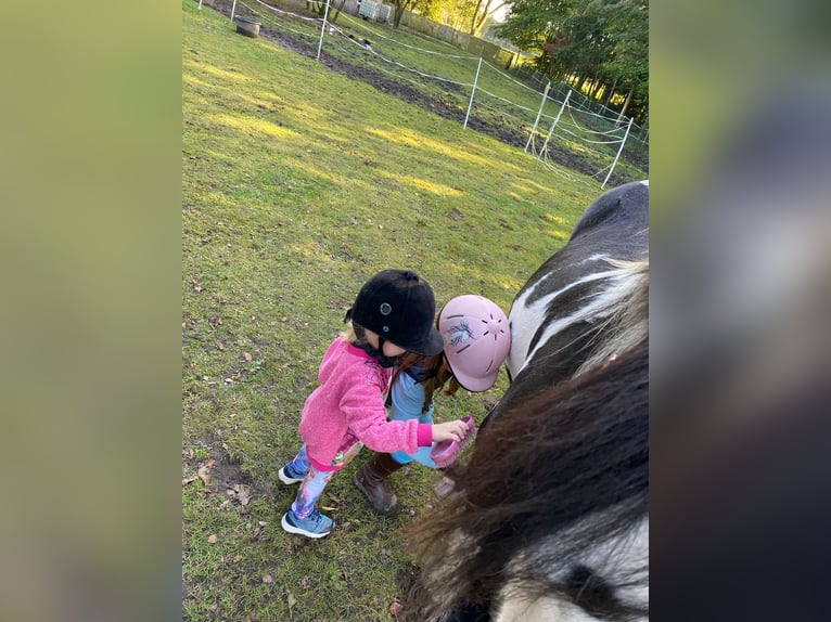 Cob Merrie 8 Jaar 137 cm Gevlekt-paard in Jever
