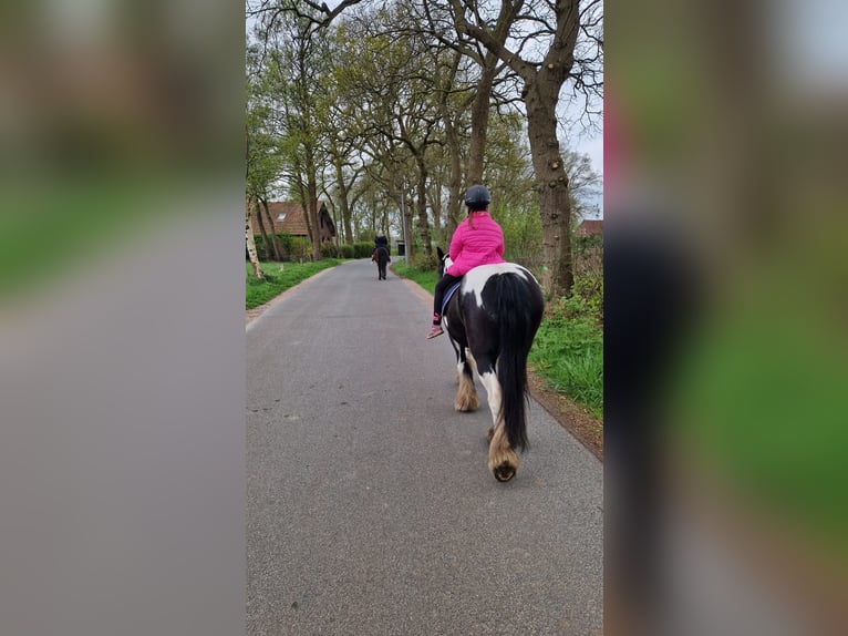 Cob Merrie 8 Jaar 137 cm Gevlekt-paard in Jever