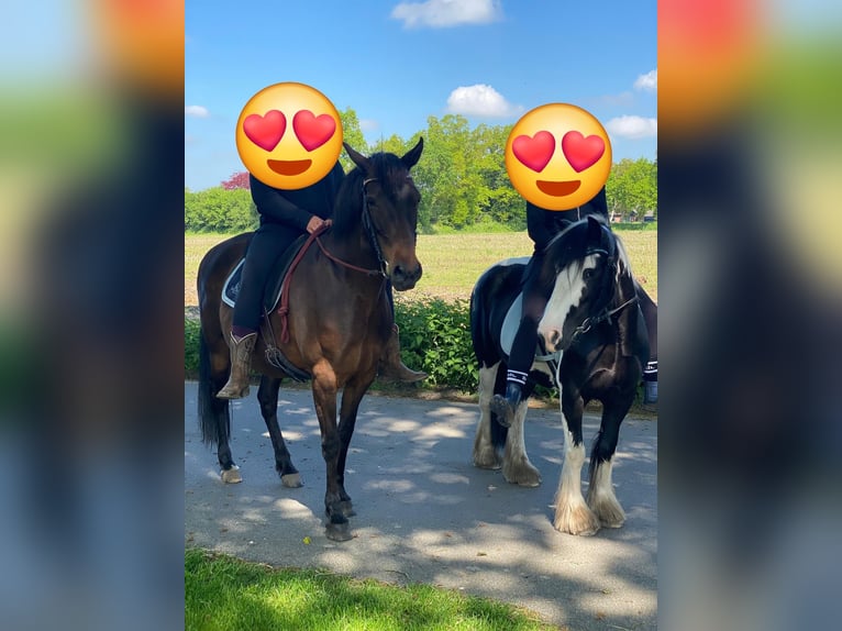 Cob Merrie 8 Jaar 137 cm Gevlekt-paard in Jever