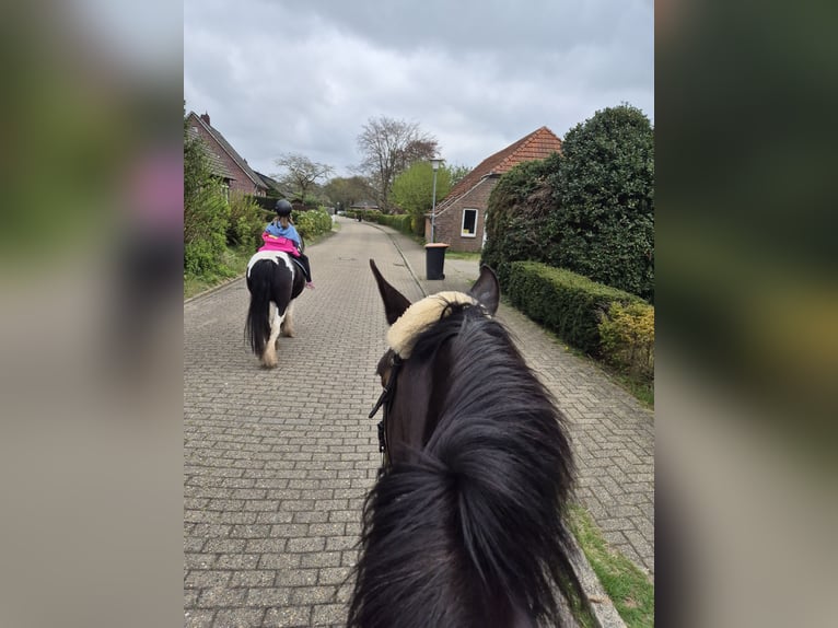 Cob Merrie 8 Jaar 137 cm Gevlekt-paard in Jever